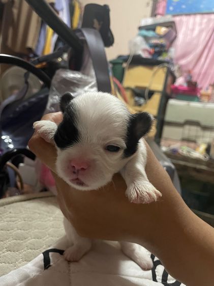 สุนัขชิวาวา รูปที่ 4