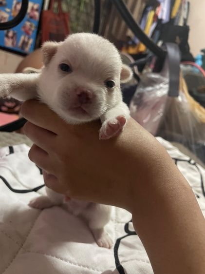 สุนัขชิวาวา รูปที่ 3