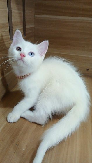 สก็อตติช โฟลด์ (Scottish Fold) แมวสก้อตติช ตาสองสี เพศผู้ วัคซีนแล้ว1เข็มก่อนย้ายตรวจหัดแมวฟรีรับประกันเอดส์แมวกับรูคีเมียคะ