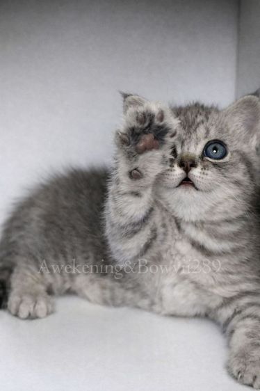 น้องแมวหาบ้าน รูปที่ 3