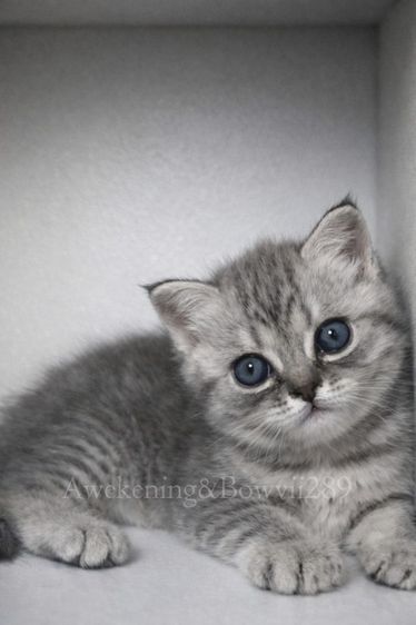 น้องแมวหาบ้าน รูปที่ 4