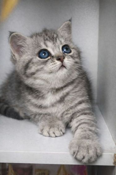 น้องแมวหาบ้าน รูปที่ 2