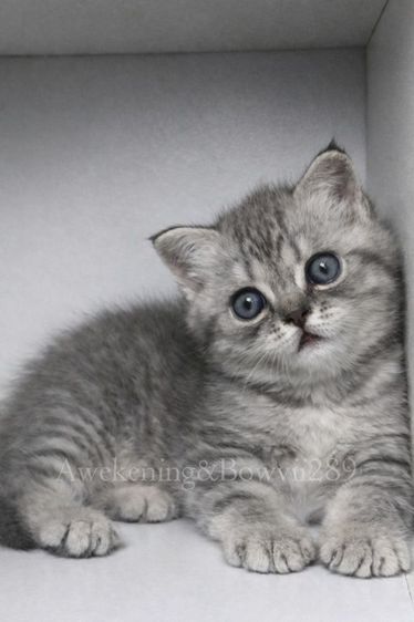 สก็อตติช โฟลด์ (Scottish Fold) น้องแมวหาบ้าน