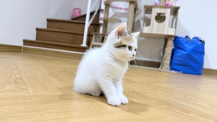 ลูกแมวสก๊อตติช พร้อมย้าย รูปที่ 3