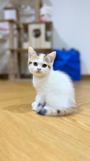 ลูกแมวสก๊อตติช พร้อมย้าย รูปที่ 4