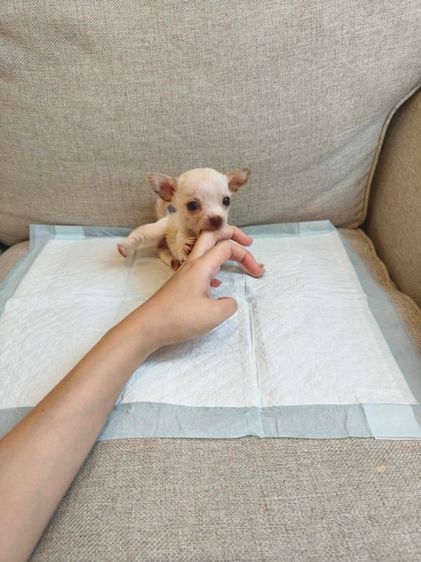 ชิวาวาจิ๋วมาก  ขนสั้น  รูปที่ 10