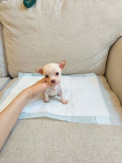 ชิวาวาจิ๋วมาก  ขนสั้น  รูปที่ 11