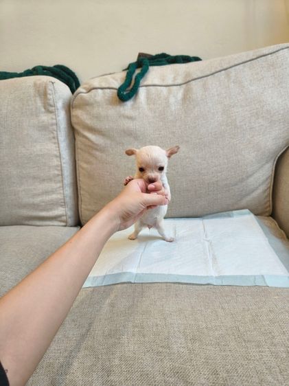 ชิวาวาจิ๋วมาก  ขนสั้น  รูปที่ 2