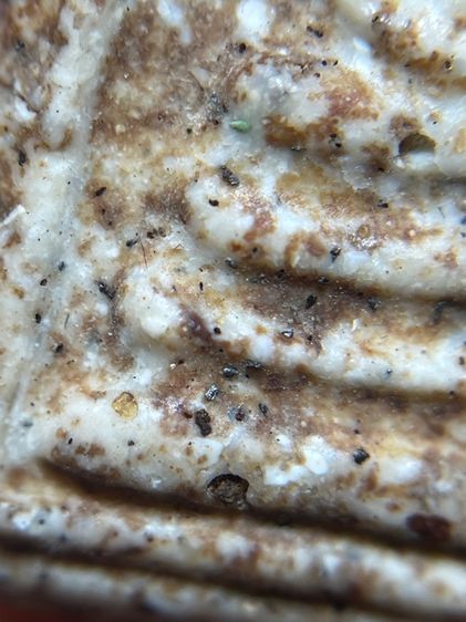 พระสมเด็จพิมพ์ใหญ่ รูปที่ 6