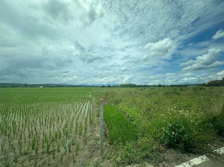 ที่นา 2ไร่38 ตรว. ต.ขี้เหล็ก อ.แม่ริม  รูปที่ 2