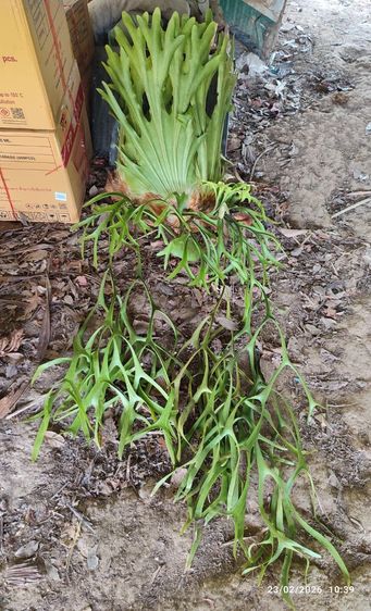 ชายผ้าสีดา สายม่านใต้