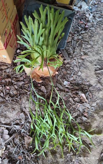 ชายผ้าสีดา สายม่านใต้