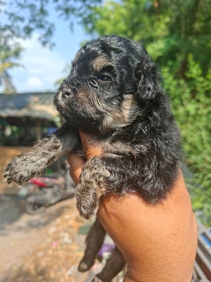 พุดเดิ้ลชิสุ รูปที่ 2