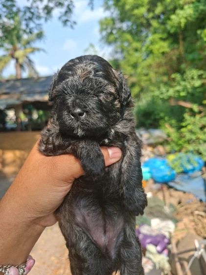 พุดเดิ้ลชิสุ รูปที่ 3