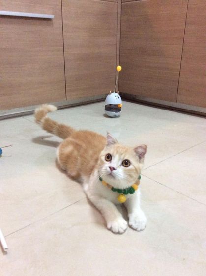 สก็อตติชโฟลด์ เพศผู้ รูปที่ 2