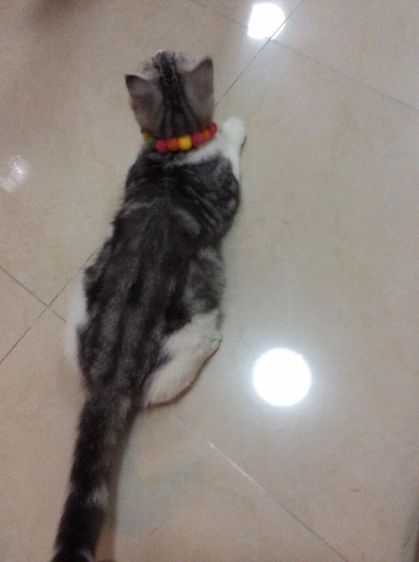 สก็อตติชโฟลด์ เพศผู้ รูปที่ 3