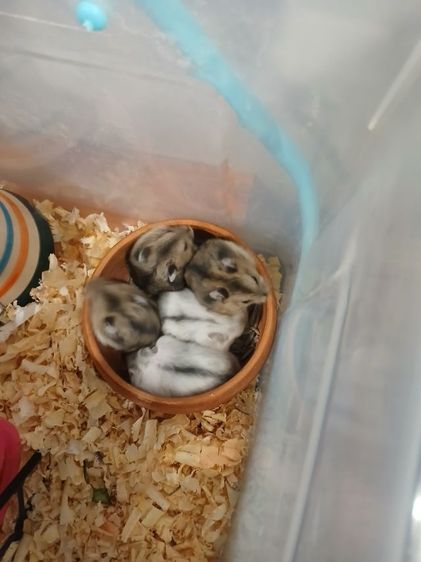 หนูแฮมสเตอร์ วินเทอไวท์  รูปที่ 4