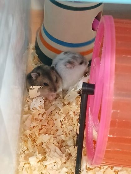 หนูแฮมสเตอร์ วินเทอไวท์  รูปที่ 8