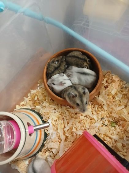 หนูแฮมสเตอร์ วินเทอไวท์ 