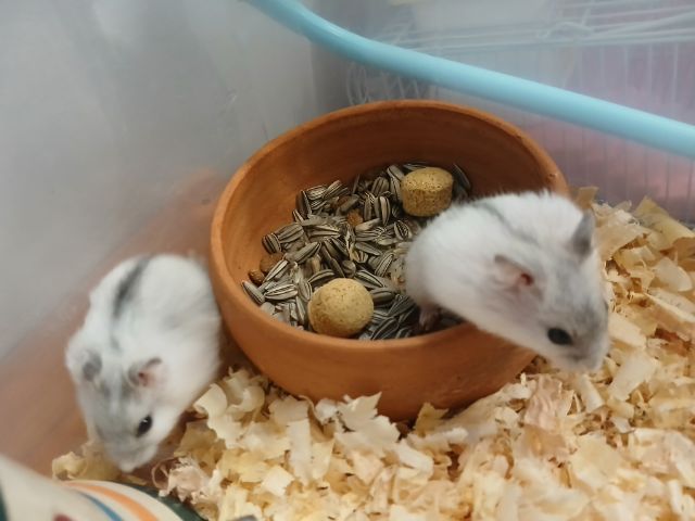 หนูแฮมสเตอร์ วินเทอไวท์  รูปที่ 6