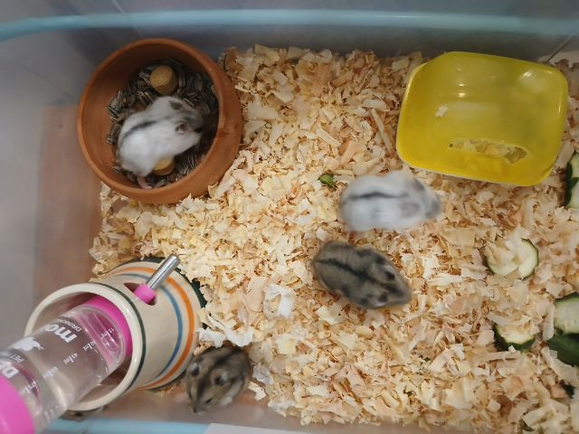 หนูแฮมสเตอร์ วินเทอไวท์  รูปที่ 11