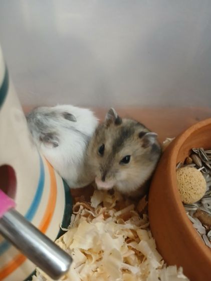 หนูแฮมสเตอร์ วินเทอไวท์  รูปที่ 13