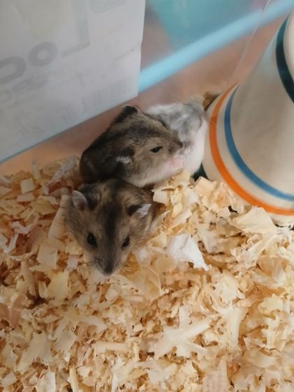 หนูแฮมสเตอร์ วินเทอไวท์  รูปที่ 5