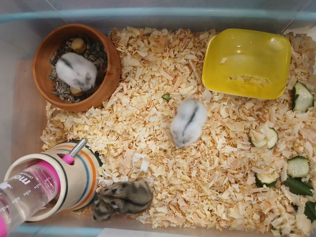 หนูแฮมสเตอร์ วินเทอไวท์  รูปที่ 10