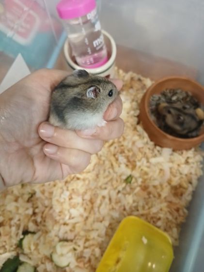 หนูแฮมสเตอร์ วินเทอไวท์  รูปที่ 2