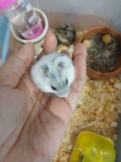 หนูแฮมสเตอร์ วินเทอไวท์  รูปที่ 12