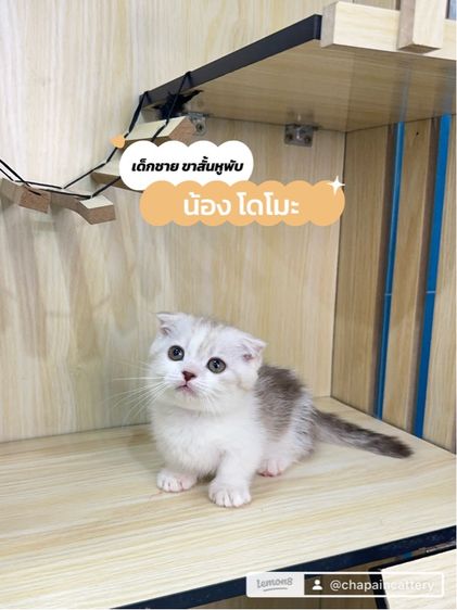 มันช์กิ้นขาสั้นหูพับ