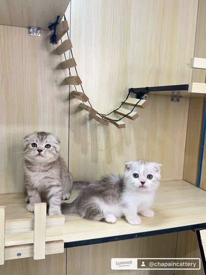 มันช์กิ้นขาสั้นหูพับ รูปที่ 4