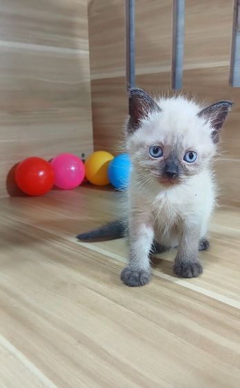 แมวสก้อตติช แมวเห็ด แมวหน้าไหม้ เพศเมีย ยังไม่วัคซีนก่อนย้ายตรวจหัดแมวฟรีรับประกันเอดส์แมวกับรูคีเมียคะ