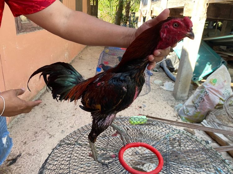 ไก่พม่า รูปที่ 3