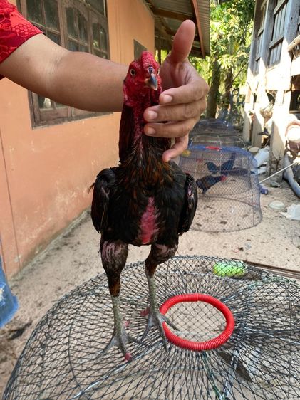 ไก่พม่า