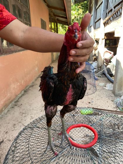 ไก่พม่า รูปที่ 2