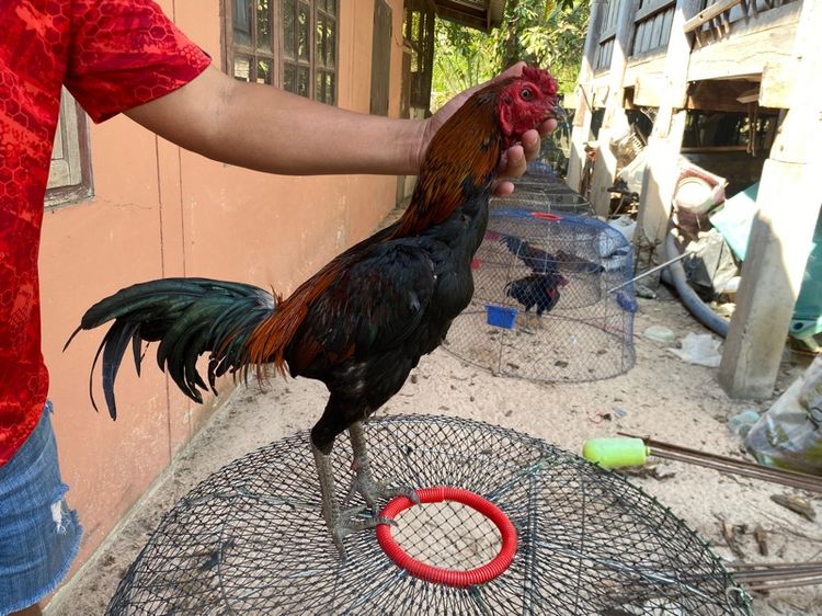 ไก่พม่าแข้งหน้าจัด รูปที่ 3