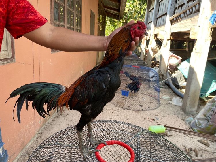 ไก่พม่าแข้งหน้าจัด รูปที่ 2