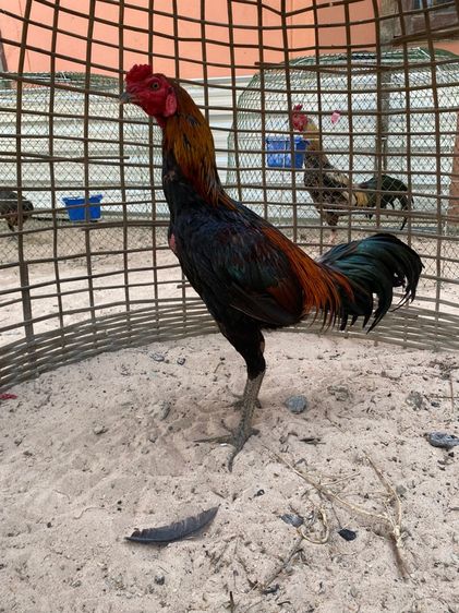 ไก่พม่าแข้งหน้าจัด รูปที่ 4