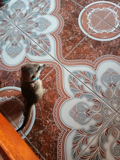 เมียแคท เพศผู้ หาบ้าน หรือ แลกซันคอนัว1คู่ รูปที่ 4