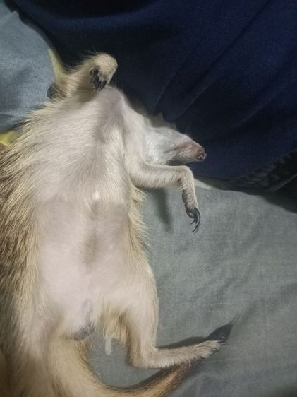 เมียแคท เพศผู้ หาบ้าน หรือ แลกซันคอนัว1คู่ รูปที่ 2