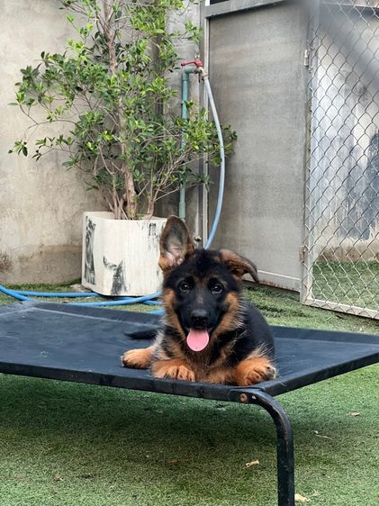 สุนัข รูปที่ 3