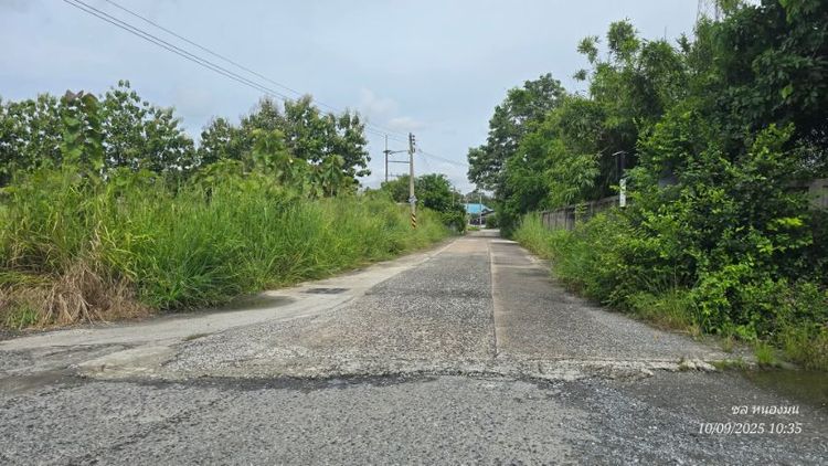 ขายที่ดินหนองช้ำซากบ้านบึงชลบุรี11ไร่ รูปที่ 4