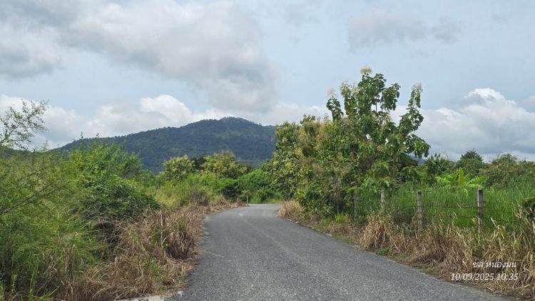 ขายที่ดินหนองช้ำซากบ้านบึงชลบุรี11ไร่ รูปที่ 3