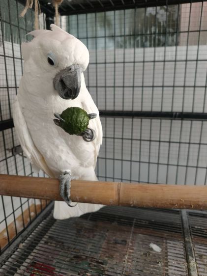 หาบ้านกระตั้วอัมเบลล่า รูปที่ 3