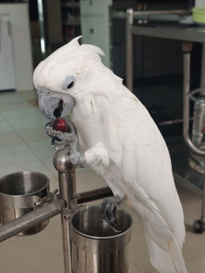 หาบ้านกระตั้วอัมเบลล่า รูปที่ 6