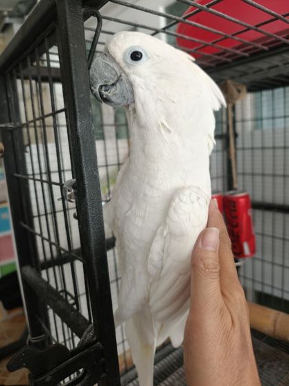 หาบ้านกระตั้วอัมเบลล่า รูปที่ 2