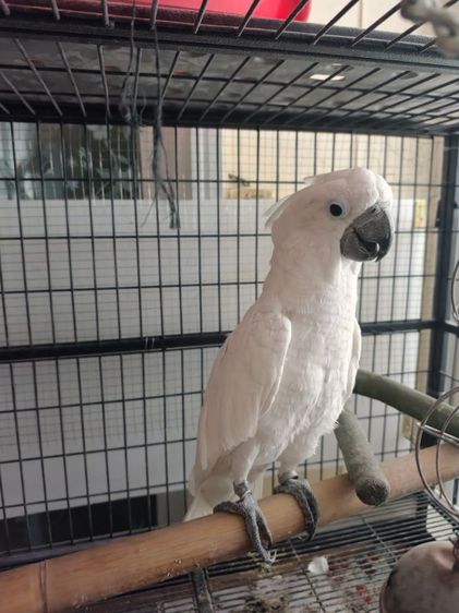 หาบ้านกระตั้วอัมเบลล่า รูปที่ 4