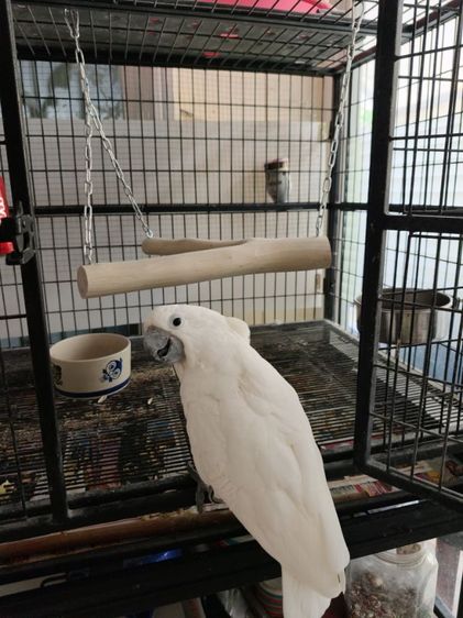 หาบ้านกระตั้วอัมเบลล่า รูปที่ 8