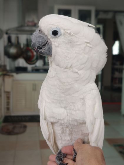 หาบ้านกระตั้วอัมเบลล่า รูปที่ 5